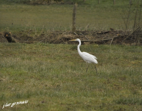 Aigrette 1