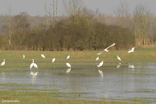 Aigrette 2