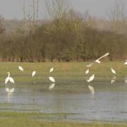 Aigrette 2