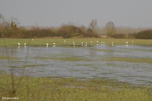 Aigrette 3