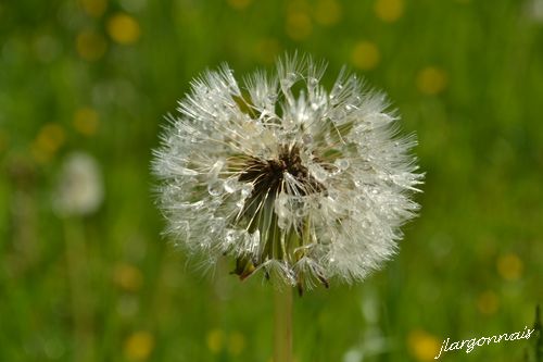 Aigrette pissanlit 2 2015 05