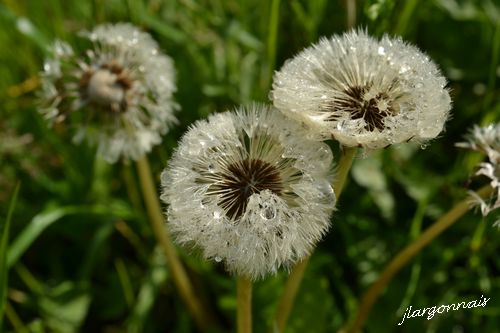 Aigrette pissanlit 3 2015 05