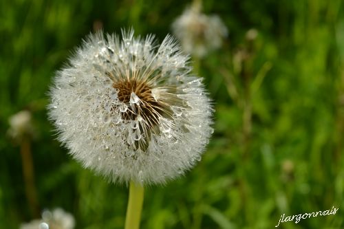 Aigrette pissanlit 4 2015 05