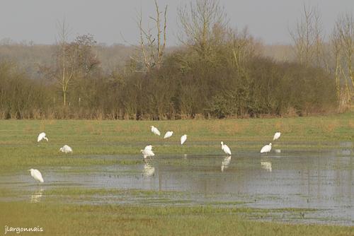 Aigrette