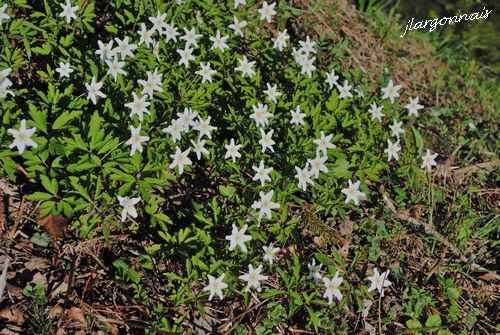 Anemones des bois 3