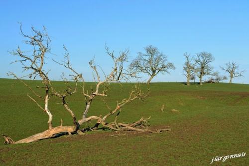 Arbre en hiver 1