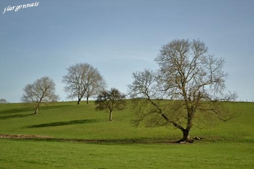 Arbre en hiver 11