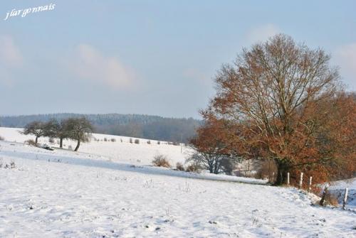 Arbre en hiver 12