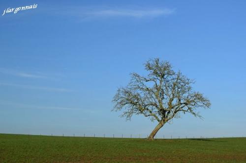 Arbre en hiver 2