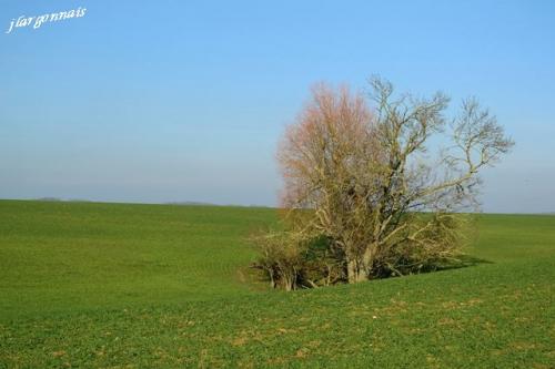 Arbre en hiver 3