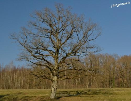 Arbre en hiver 4