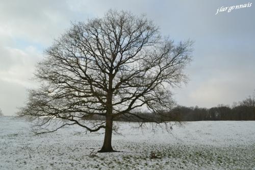 Arbre en hiver 5