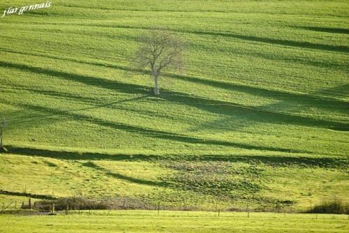 Arbre en hiver 6