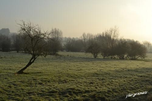 Arbre en hiver 7