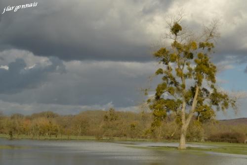 Arbre en hiver 8