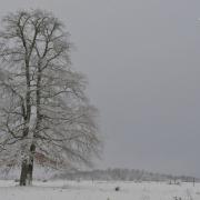 Arbre en hiver 9