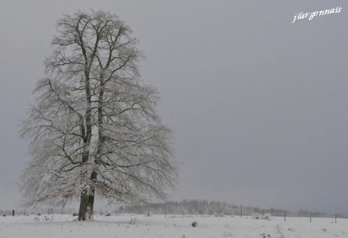 Arbre en hiver 9