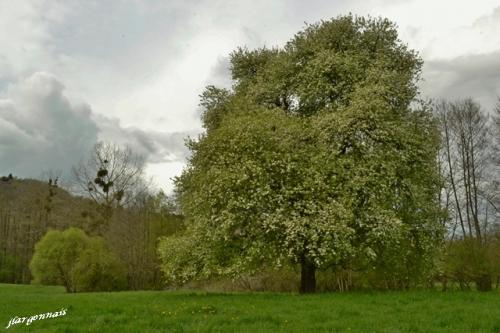 Arbres au printemps 2019 1