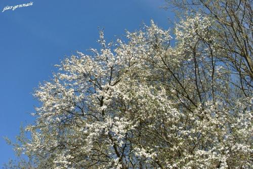 Arbres au printemps 2019 11