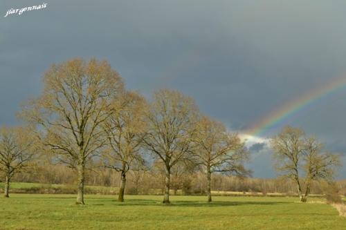 Arbres au printemps 2019 4