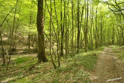 Arbres au printemps 2019 7