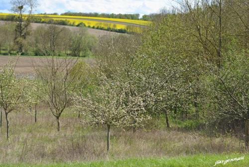 Arbres au printemps 2019 8