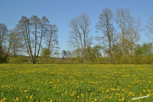 Arbres au printemps 2019 9