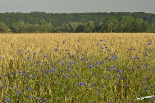 Bleuets et coquelicots 2019 1