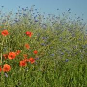 Bleuets et coquelicots 2019 2