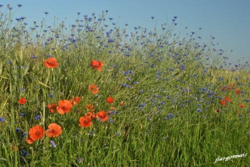 Bleuets et coquelicots 2019 2