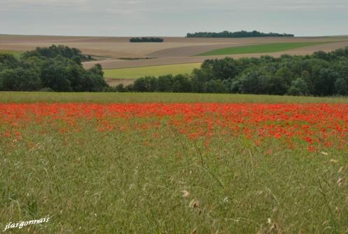 Bleuets et coquelicots 2019 3