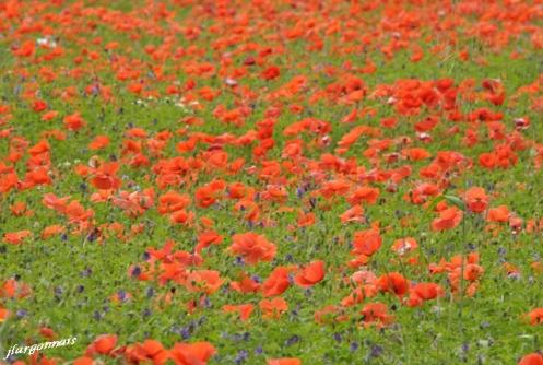 Bleuets et coquelicots 2019 4