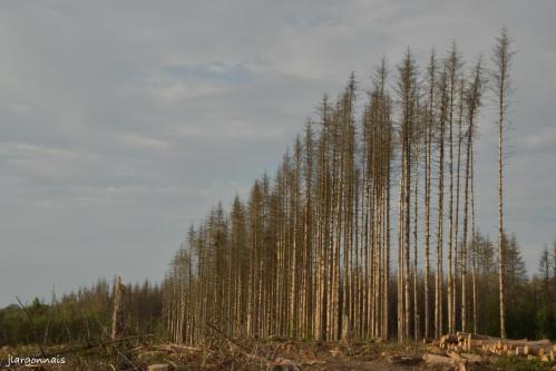 Bois de la gruerie scolytes 2021 o9 25 11