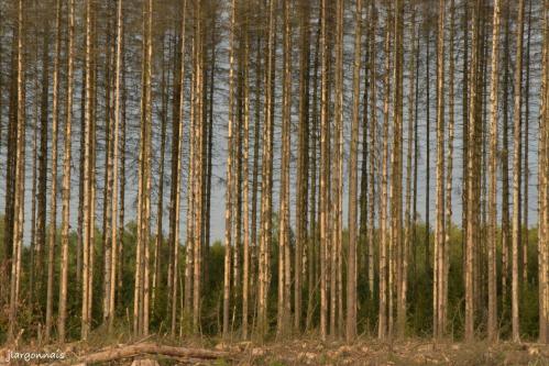 Bois de la gruerie scolytes 2021 o9 25 12