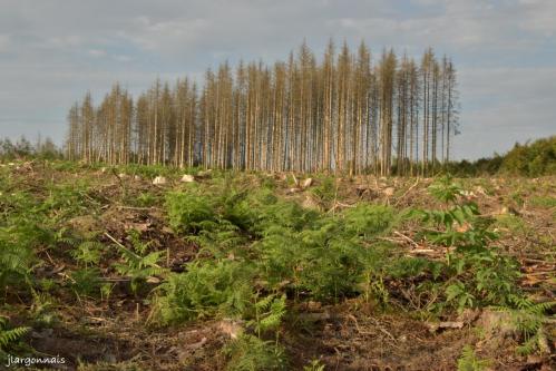 Bois de la gruerie scolytes 2021 o9 25 7