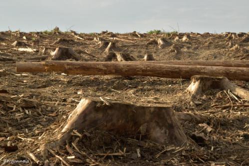 Bois de la gruerie scolytes 2021 o9 25