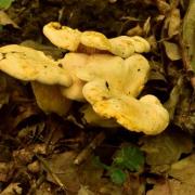 Cantharellus cibarius var pallens 1