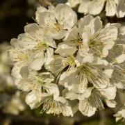 Cerisier en fleurs 2020 04 1