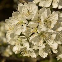 Cerisier en fleurs 2020 04 1