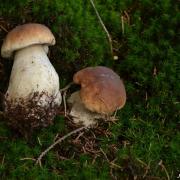 Champignons comestibles 5