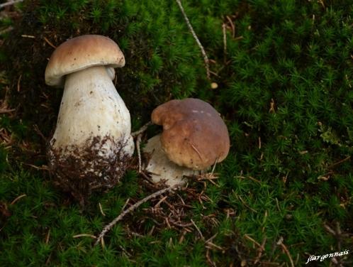 Champignons comestibles 5