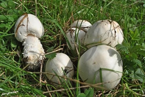 Champignons comestibles 8