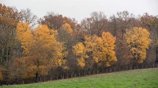 Che nes et couleur marron 10