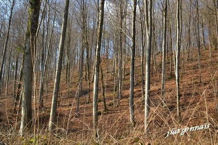 Chemins gouraud et cote nd 2017 02 18 1