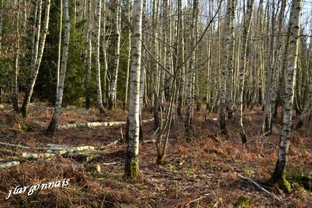 Chemins gouraud et cote nd 2017 02 18 3