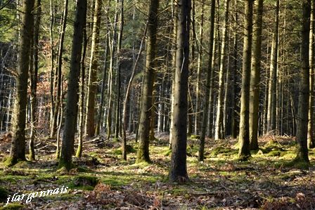 Chemins gouraud et cote nd 2017 02 18 5