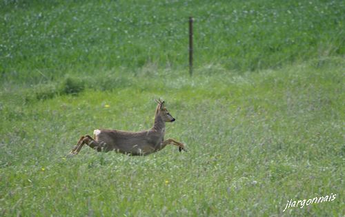 Chevreuil 2016 05 09 1