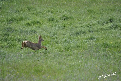 Chevreuil 2016 05 09 2