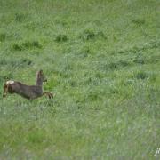 Chevreuil 2016 05 09 2