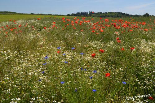 Coquelicots 1